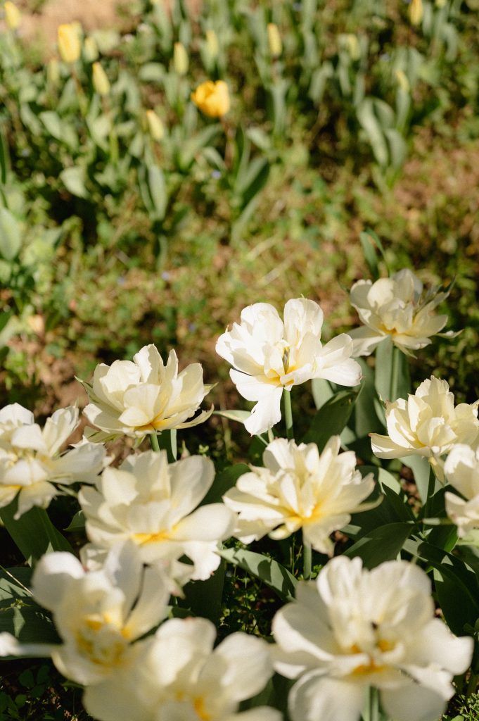 tulipe production locale daphné fleurs fleuriste Perpignan